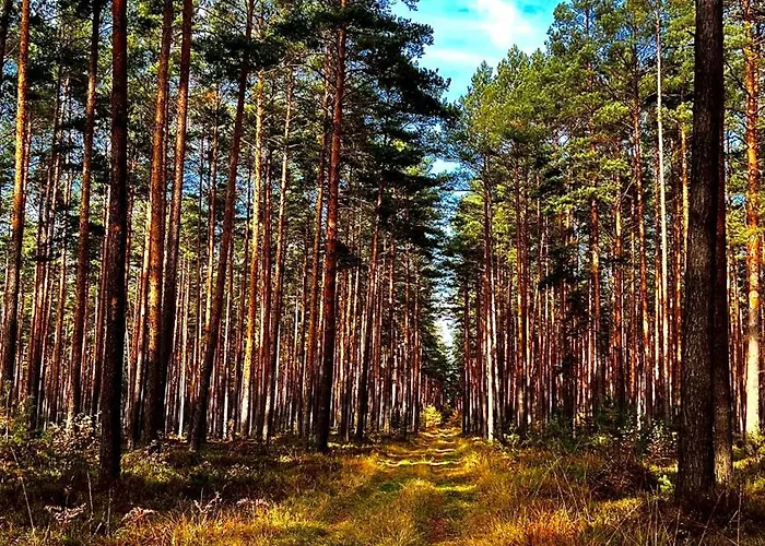 Daire Viridi Radomierz